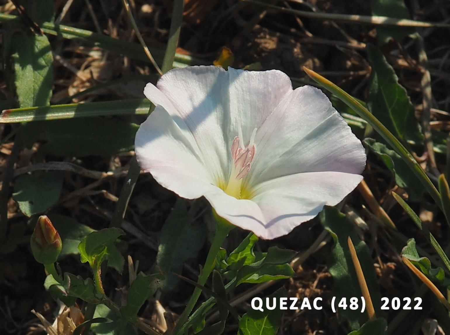 Bindweed, Lesser